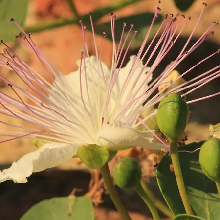 La Cuccagna Di Don Bosco 3*
