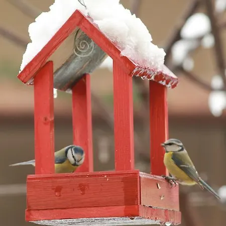 La Cuccagna Di Don Bosco